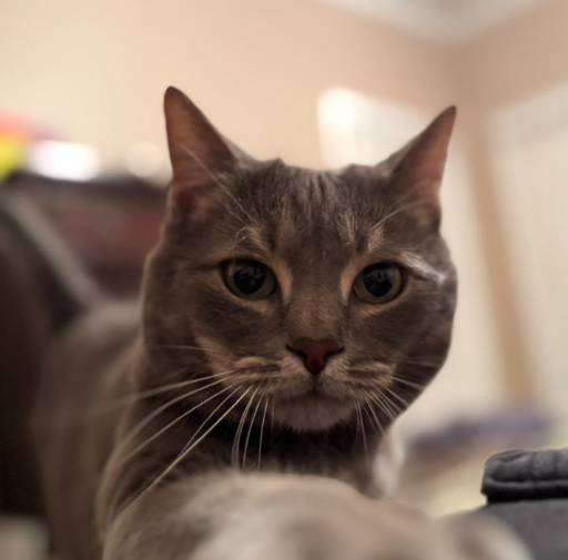 Resident grey tabby